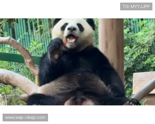 熊猫比分直播为用户提供高清比赛直播和详细比分统计,提升您的观赛体验和赛事了解深度